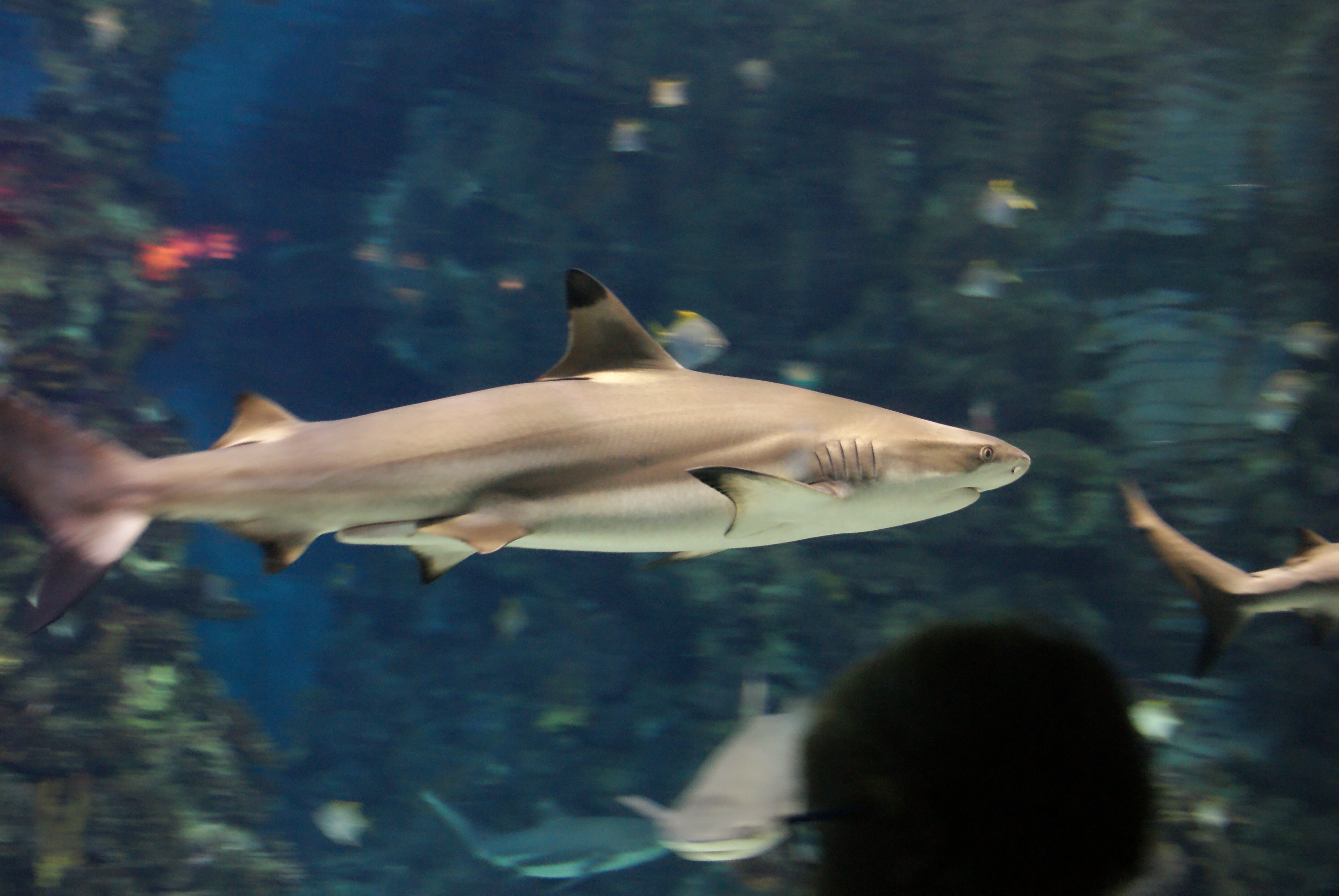 Requin — Wikipédia