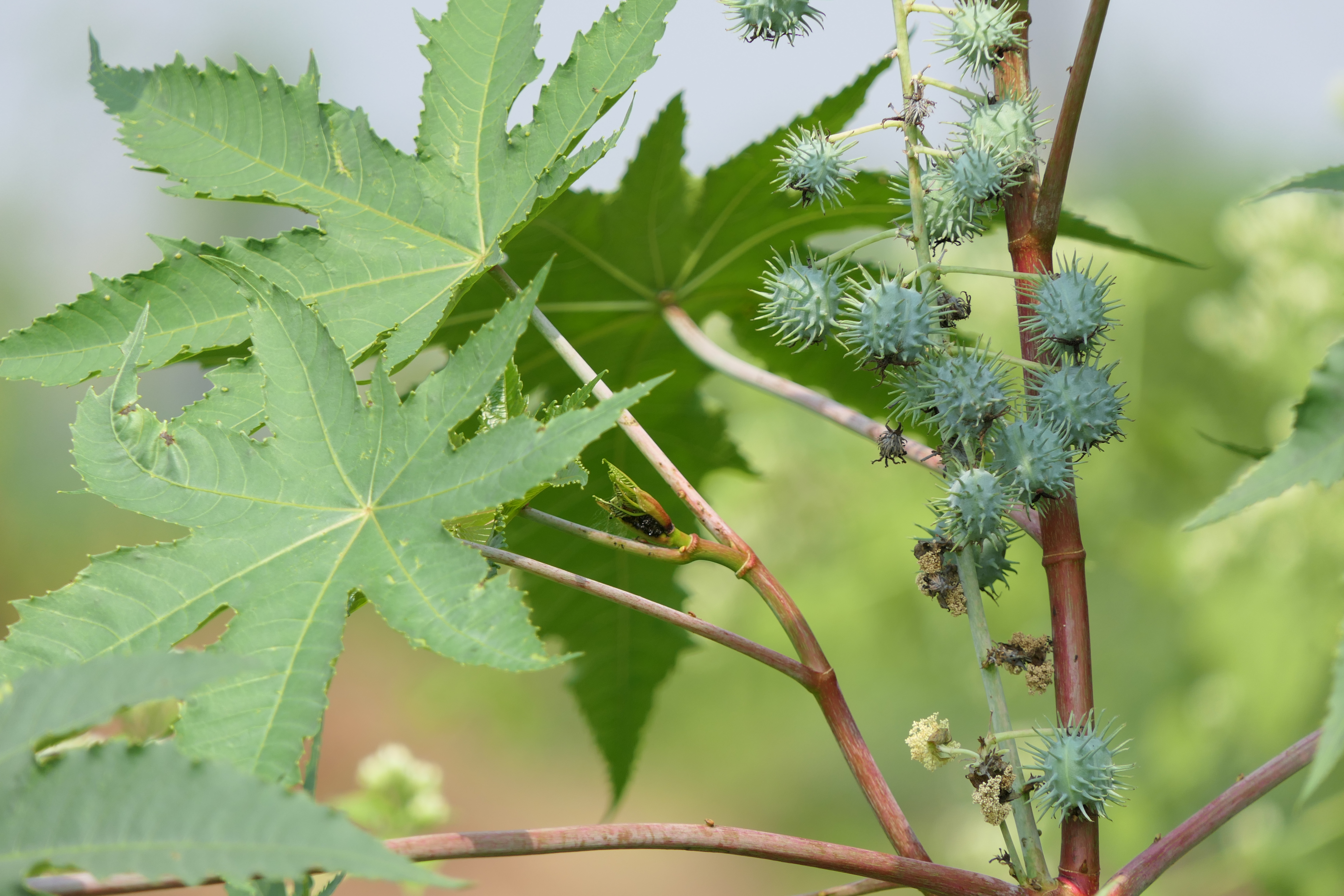 Ricinus communis on Postcard