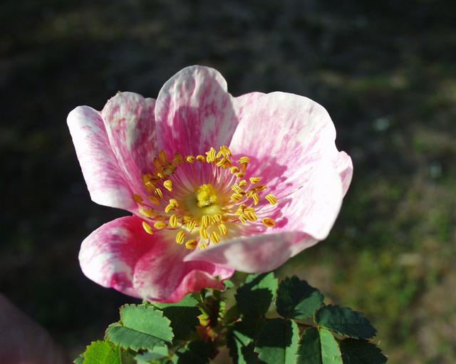 File:Rosa 20052001.JPG - Commons