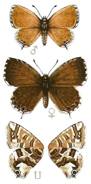 <i>Cacyreus tespis</i> Species of butterfly