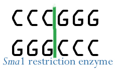 File:Sma1.jpg