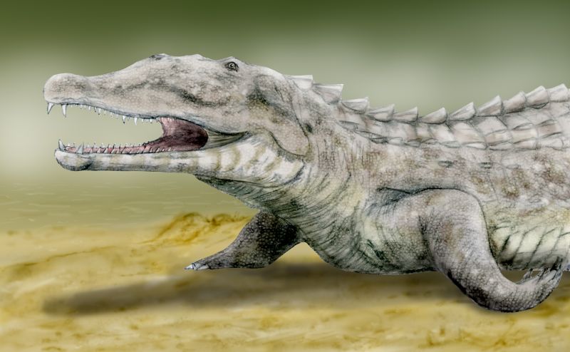 File:Smilosuchus  - Wikimedia Commons