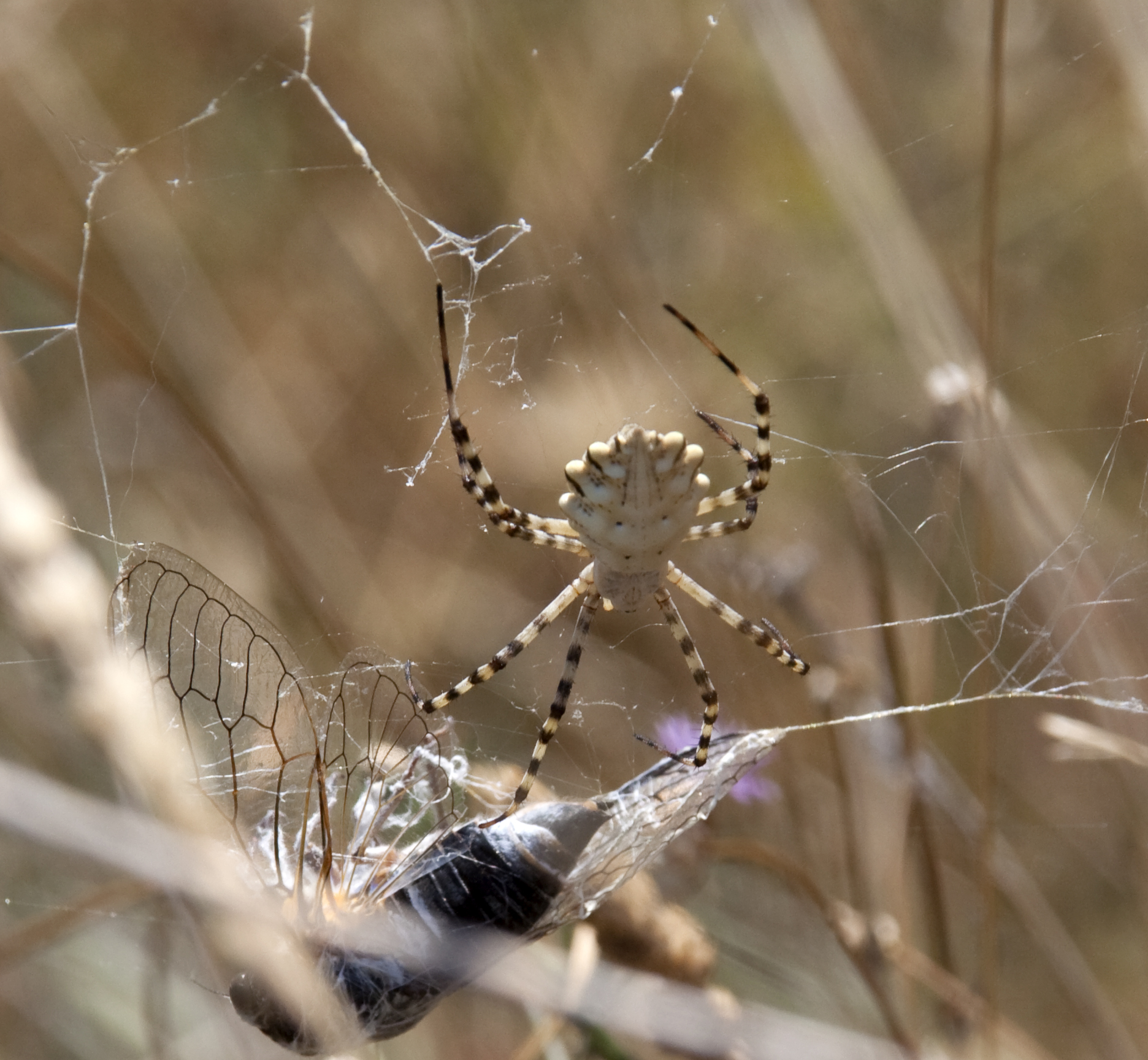 Argiope lobata самец