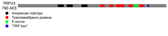 Структурна організація TRPV3