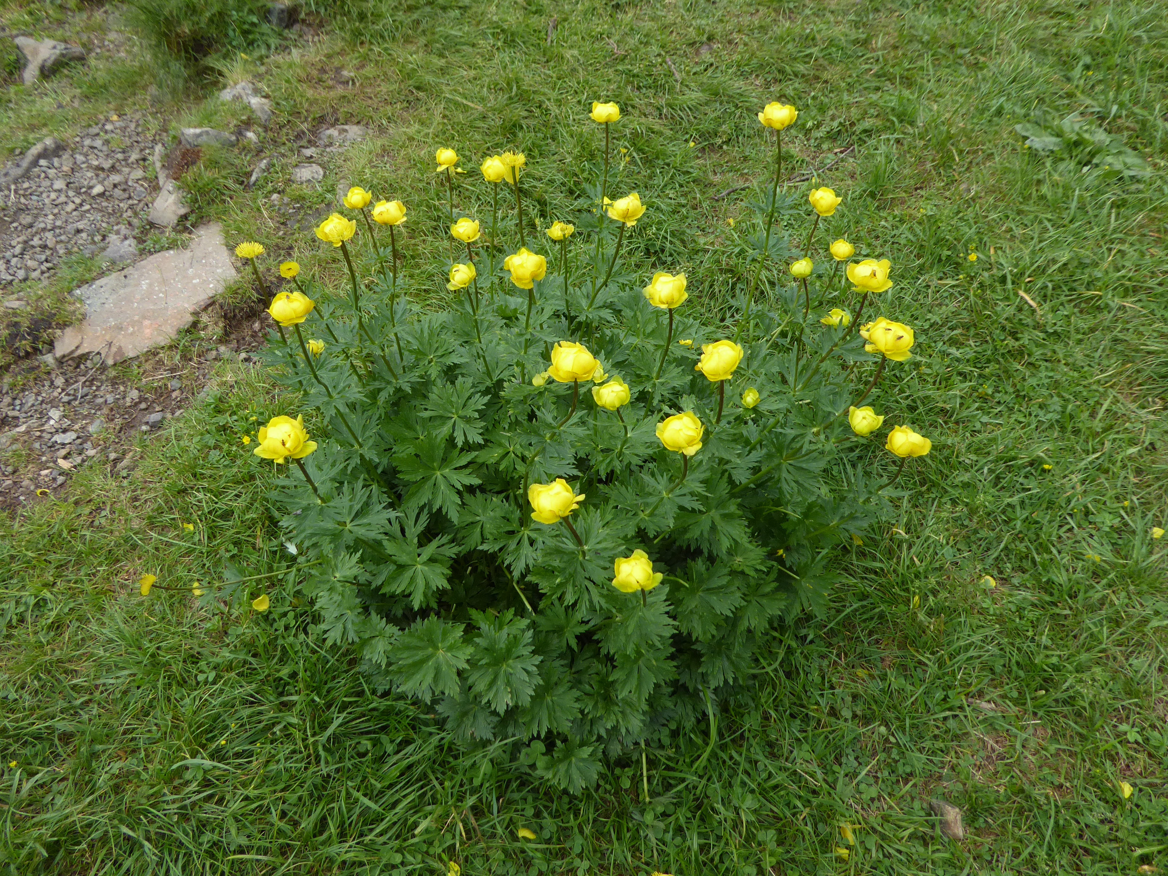 Trollius komarovii