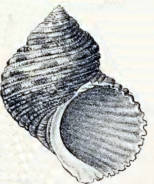 <i>Turbo setosus</i> Species of gastropod