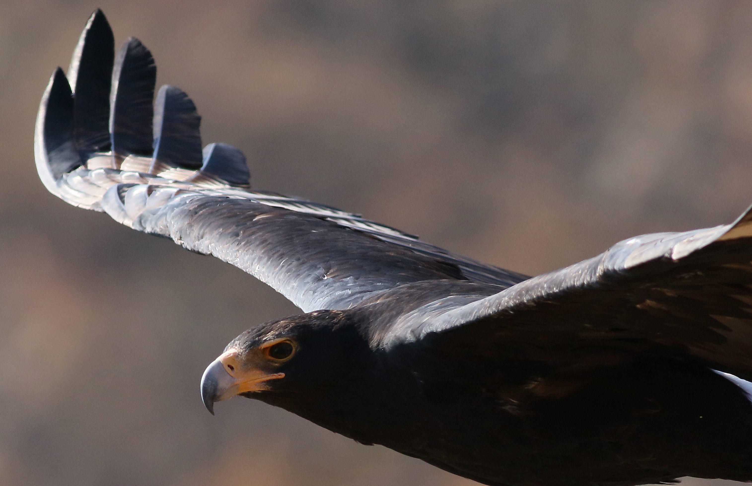 File:Verreaux's Eagle (Black Eagle), Aquila verreauxii, at Walter Sisulu  National Botanical Garden, Gauteng, South Africa (29158352140).jpg -  Wikipedia