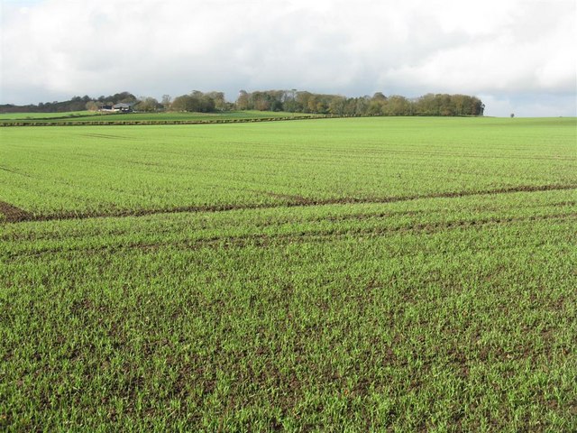 File:Winter Barley near Dogton - geograph.org.uk - 1562340.jpg