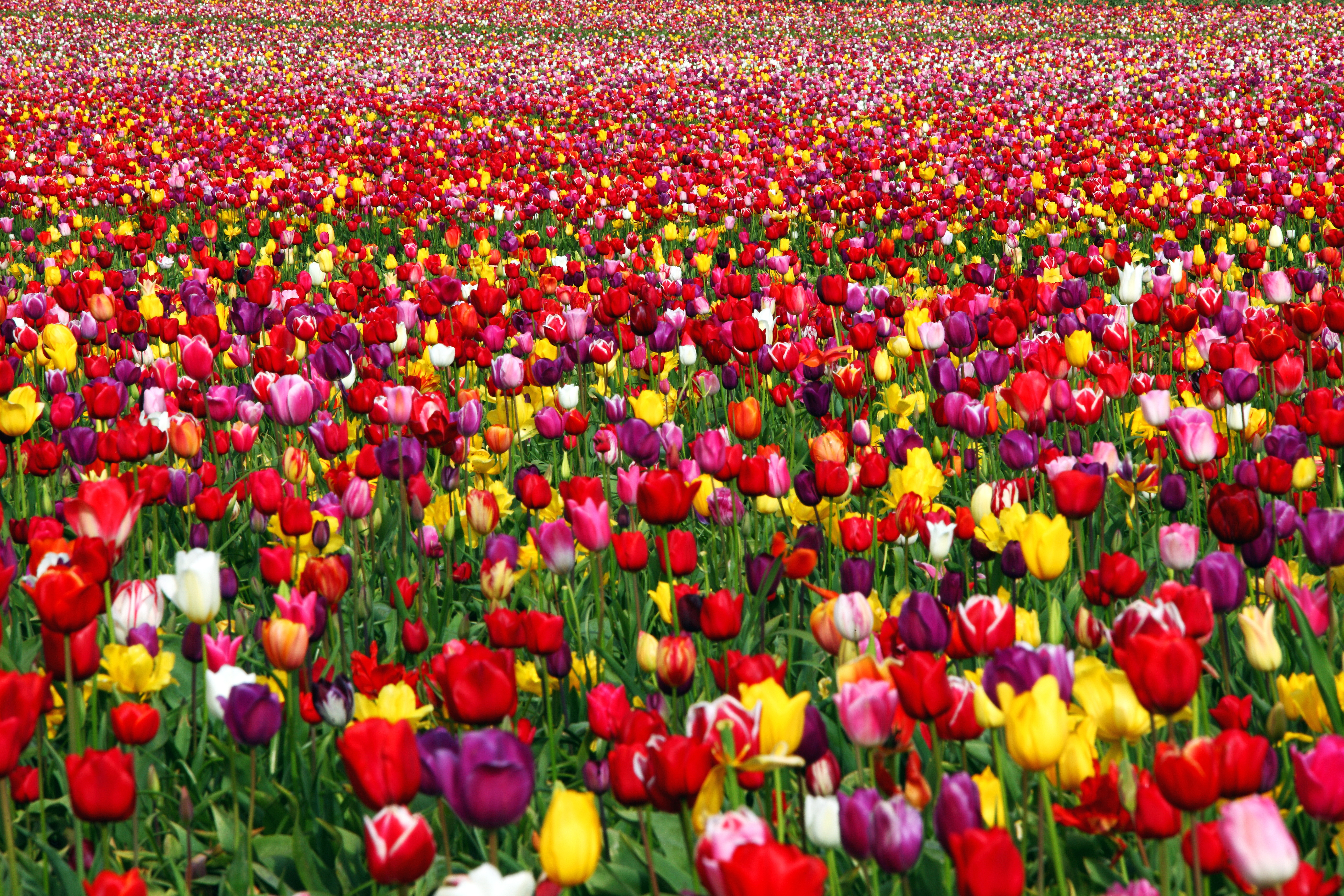 Bahor gullari. Иран тюльпановые поля. Фестиваль тюльпанов Istanbul Tulip Festival.