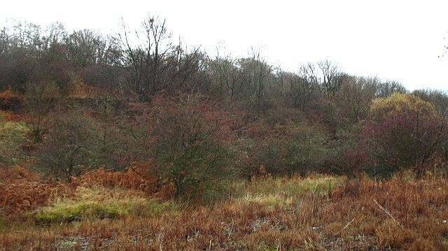 File:Woodland on the Binn - geograph.org.uk - 1594863.jpg