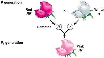 Simple graphic showing red flower crossed with white flower to obtain pink flower offspring