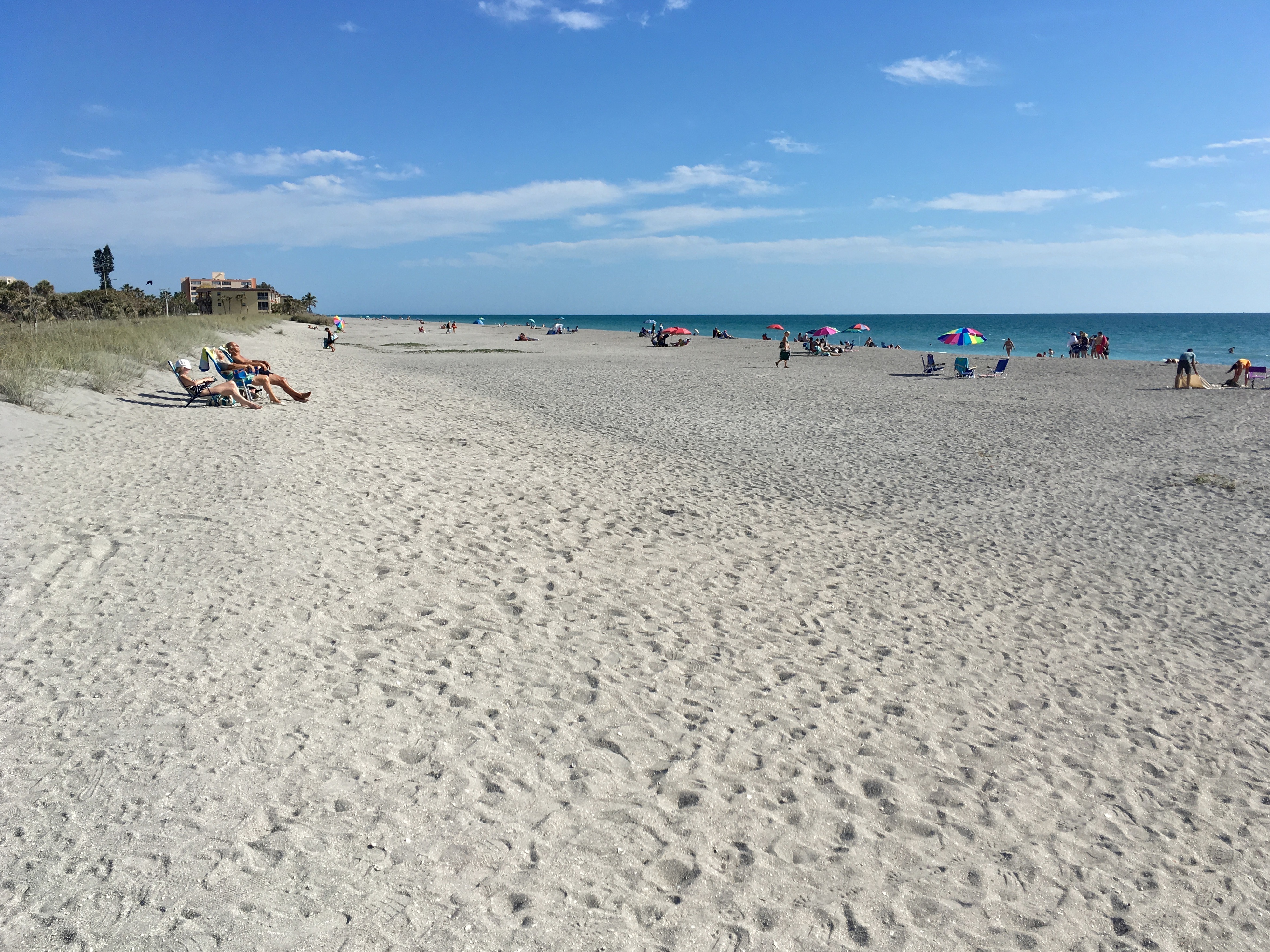 are dogs allowed on sarasota beaches