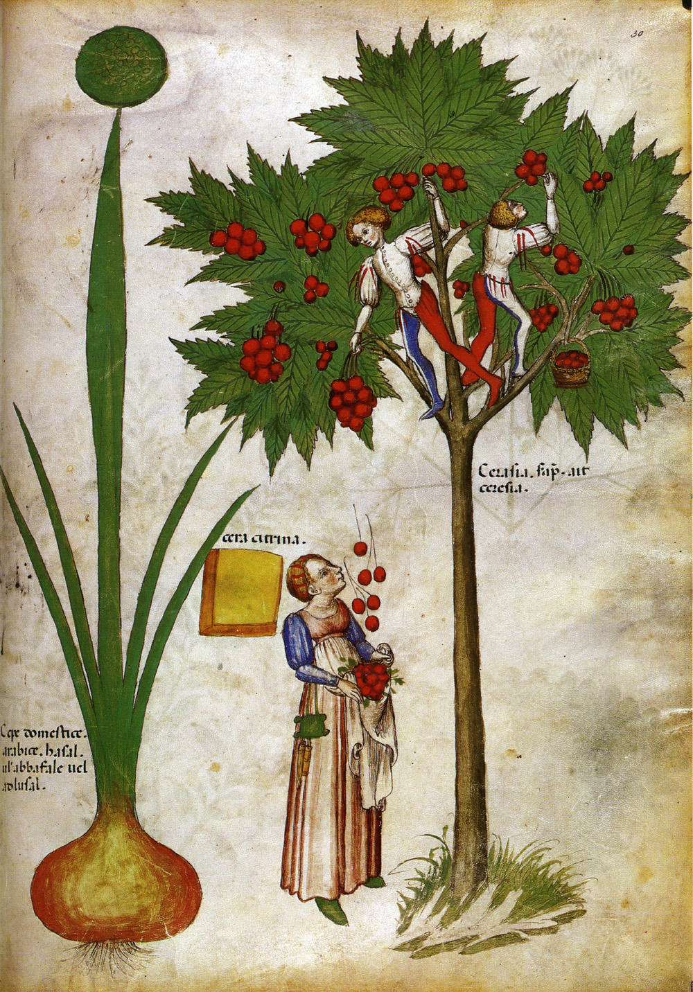 Средневековый Ботанический Манускрипт