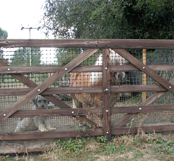 File:A well guarded gate - geograph.org.uk - 1520829.jpg