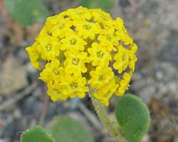 File:Abronia latifolia.jpg