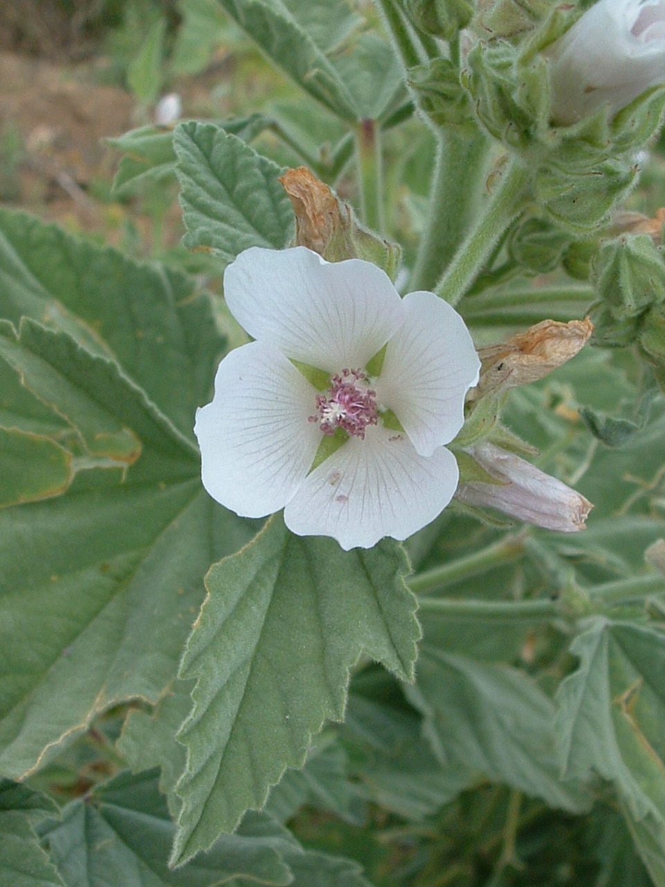 Althaea officinalis04.jpg