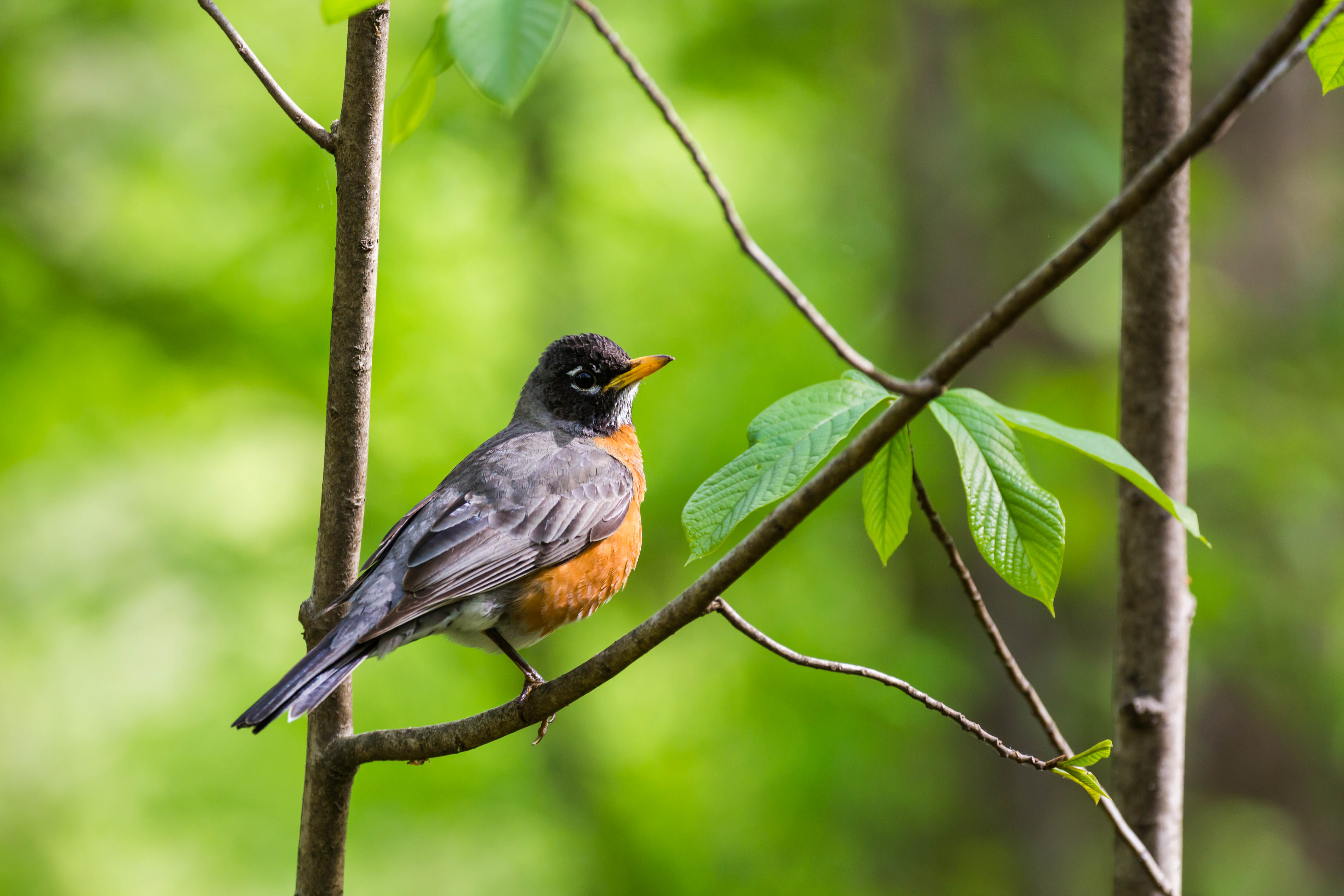 Птичка 1 час. Первые птицы. Turdus abyssinicus. Turdus migratorius. Красивые фото птицы Странствующий Дрозд.