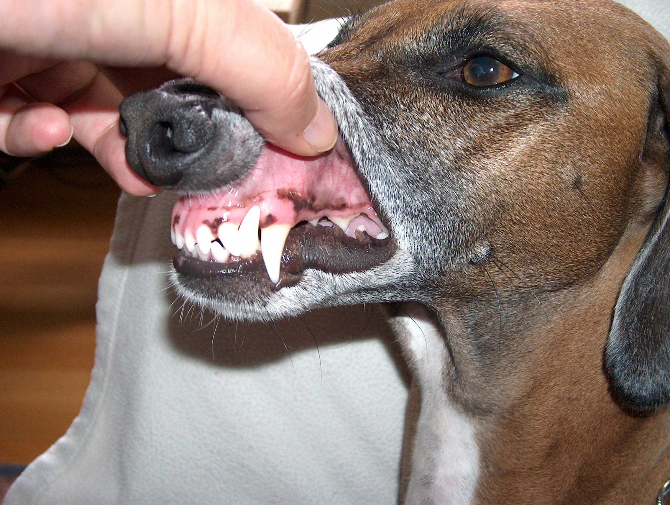 why does a dog bare his teeth