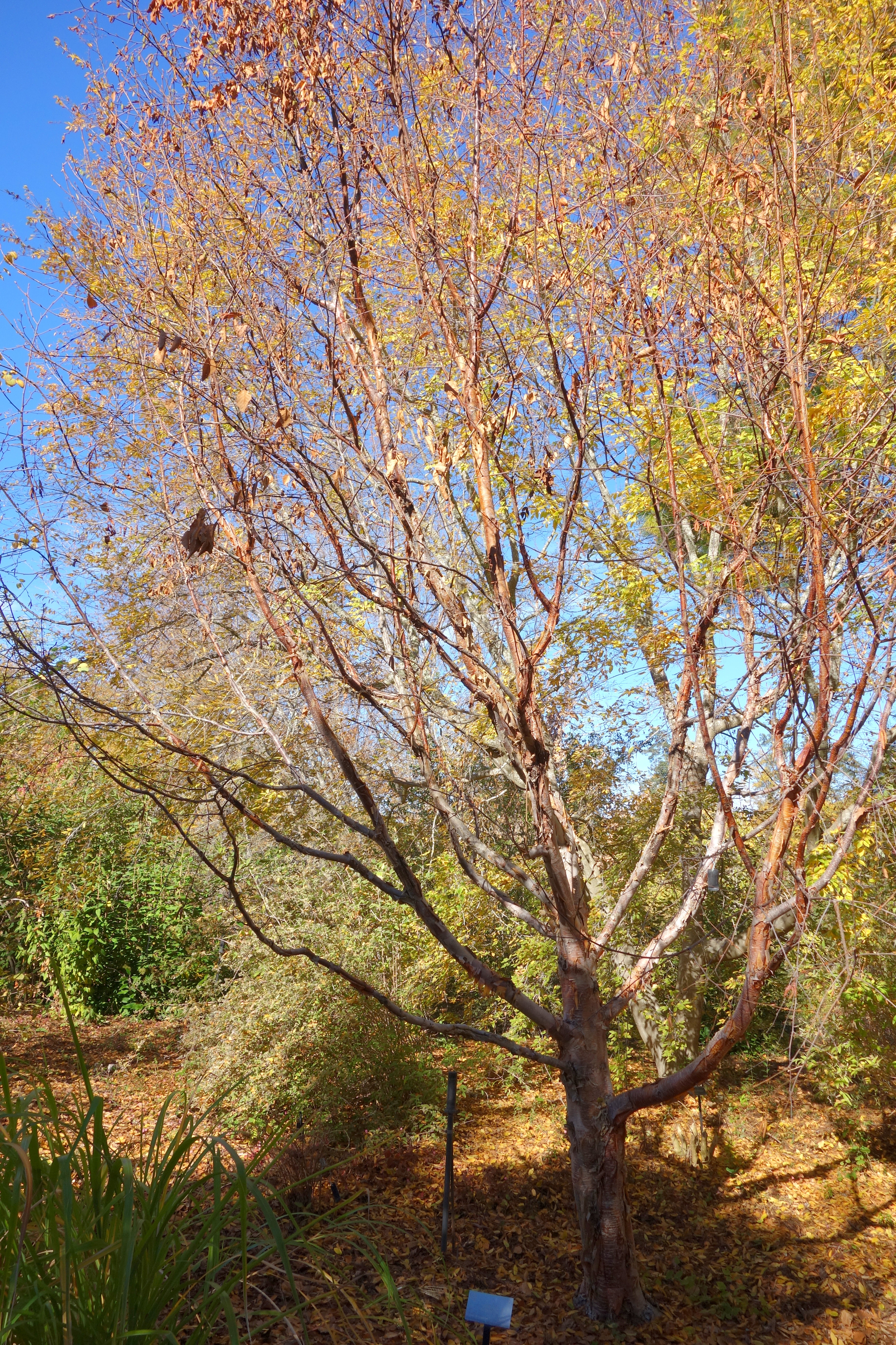 File Betula Utilis Quarryhill Botanical Garden Dsc03366 Jpg