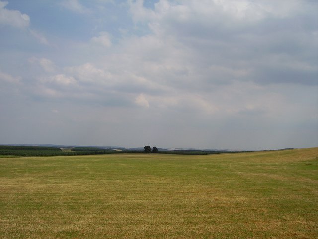 File:A field of flowers - geograph.org.uk - 1389946.jpg