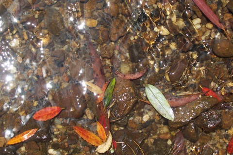 File:Blue Mountains Stream with leaves of Elaeocarpus holopetalus & Atherosperma moschatum.jpg