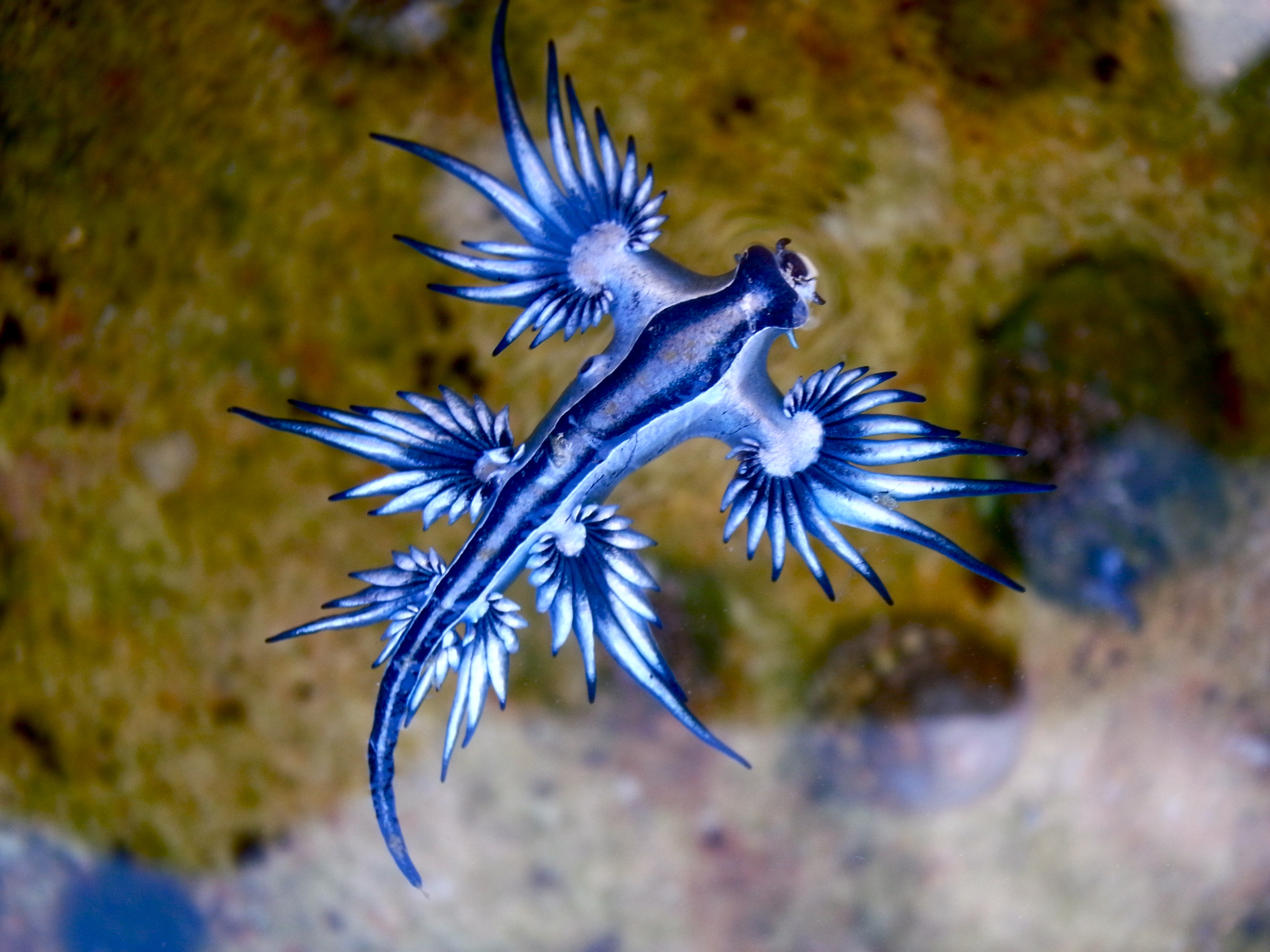الأزرق تنين البحر كائنات بحرية
