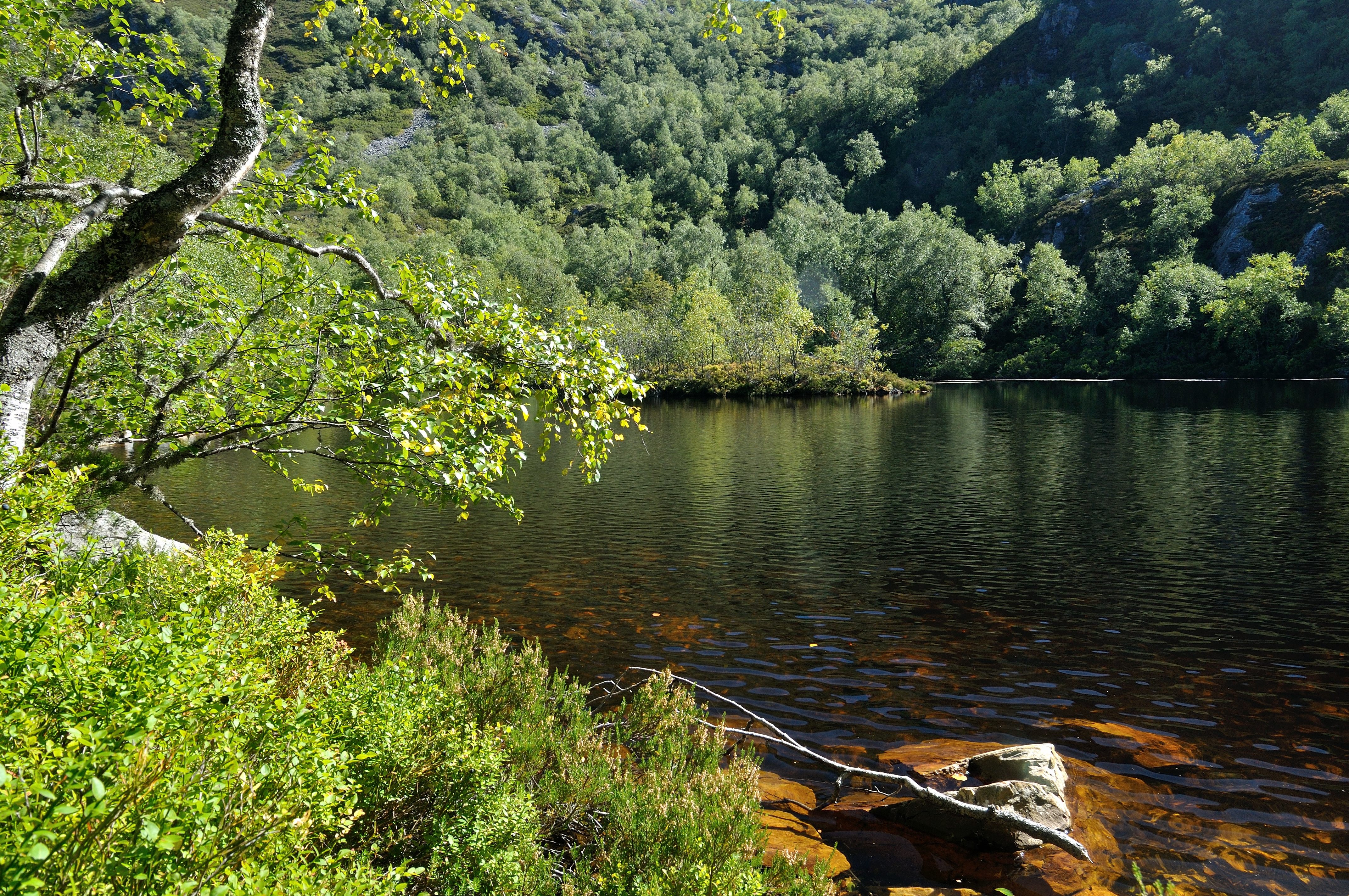 Itinerarios por el Bosque de Muniellos