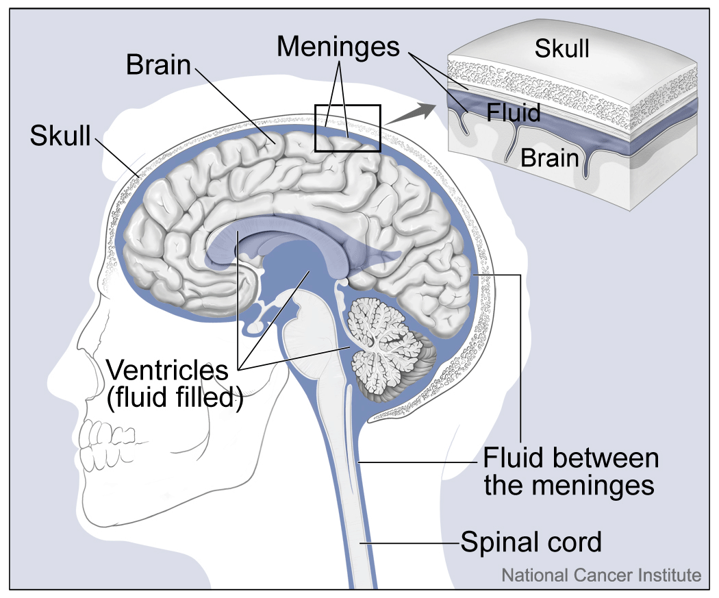 File:Brain and Nearby Structures (26276988755).gif - Wikimedia Commons