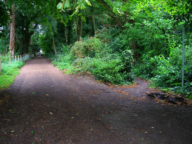 File:Bridleway to Quarr Abbey - geograph.org.uk - 530546.jpg