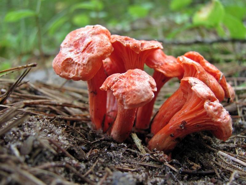 Cantharellus cinnabarinus 93293