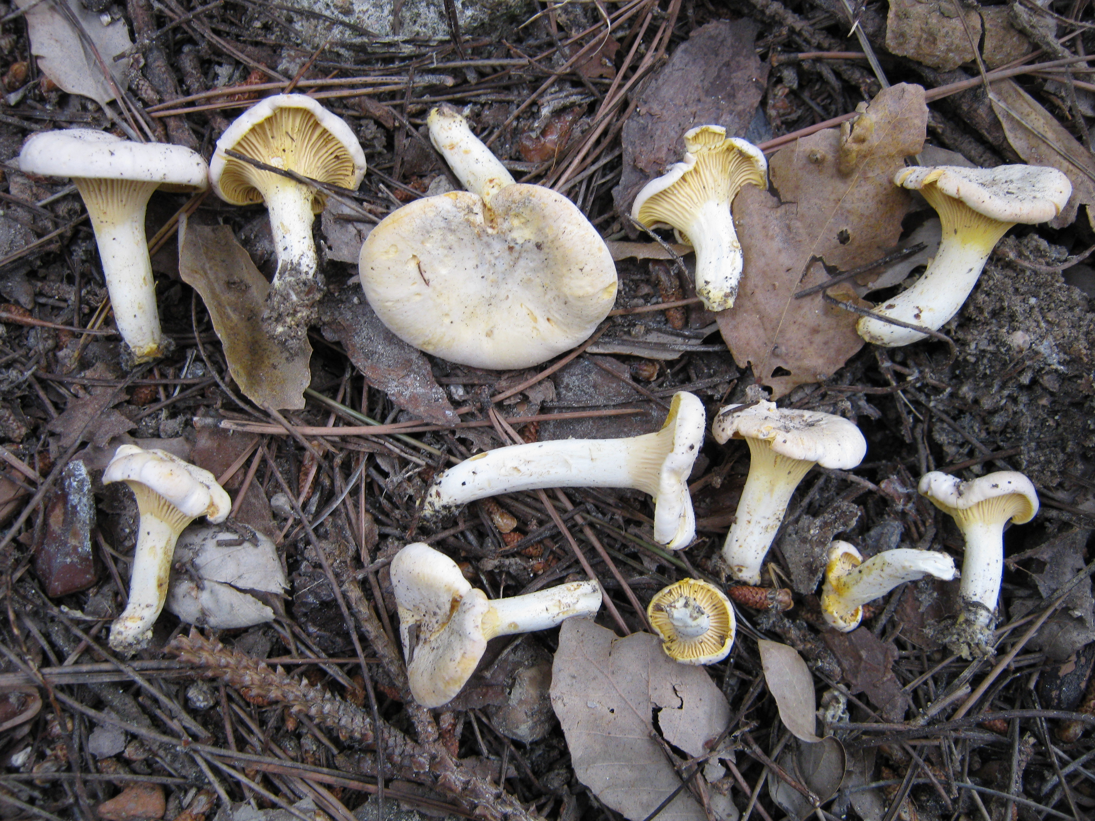 белая лисичка гриб