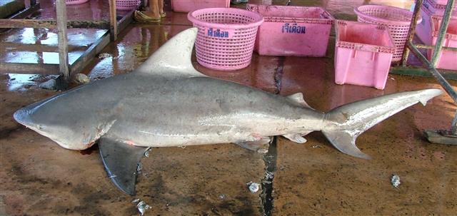 File:Carcharhinus amboinensis phuket.JPG