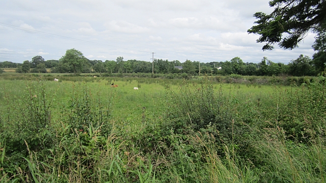 File:Cattle, Ballynagall - geograph.org.uk - 3106697.jpg