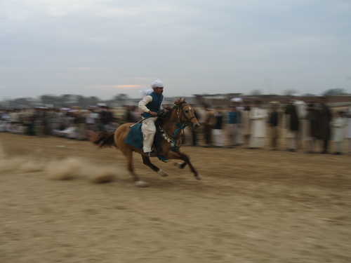 File:Ch Asifs Hussains Horse.jpg