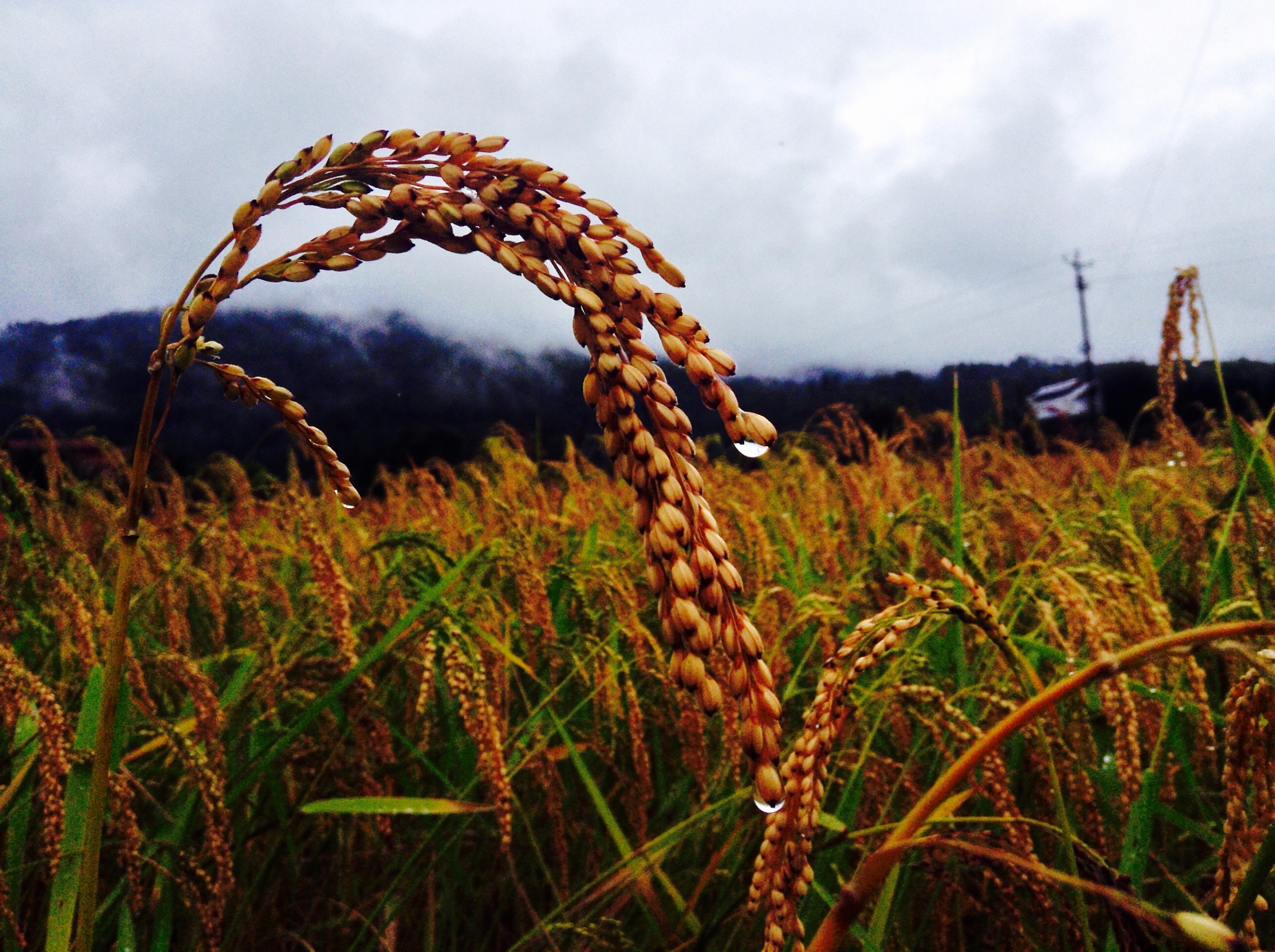 Paddy fields in Ziro Valley