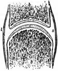 File:EB1911 Joints - Fig. 4.—Vertical section through a diarthrodial joint.jpg