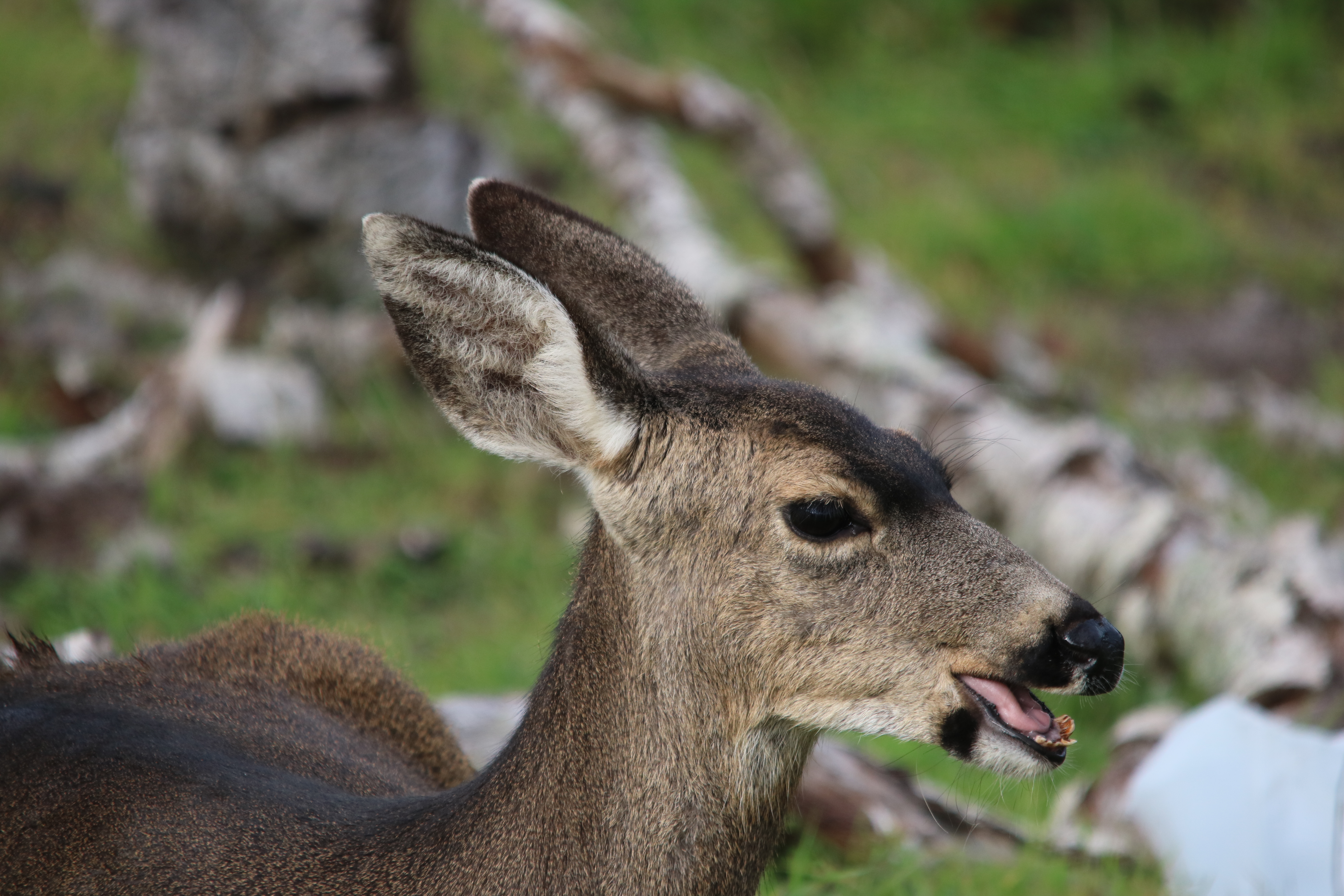 Олени в Калифорнии. Black tailed Deer. Deer marie