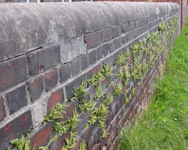 File:Ferns on wall, near Meltham Mills - geograph.org.uk - 92387.jpg