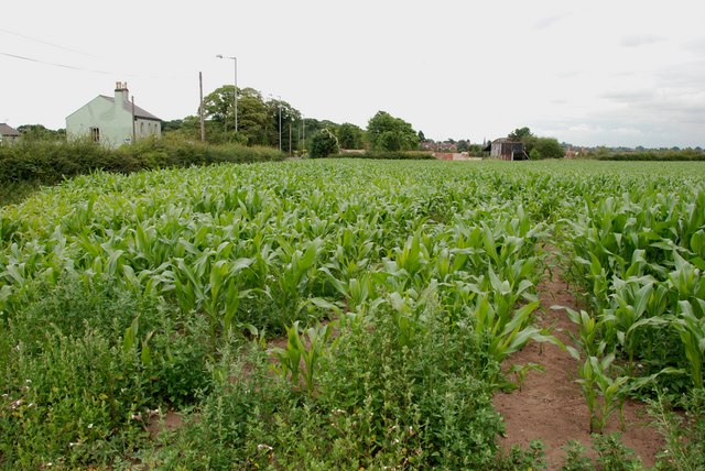 File:Field of Sweetcorn, Walsall Road - geograph.org.uk - 2515686.jpg