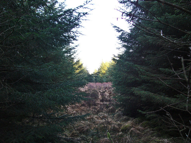 File:Firebreak in the forest - geograph.org.uk - 650513.jpg