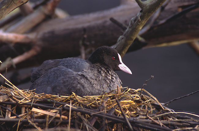 sothøne (Fulica atra)