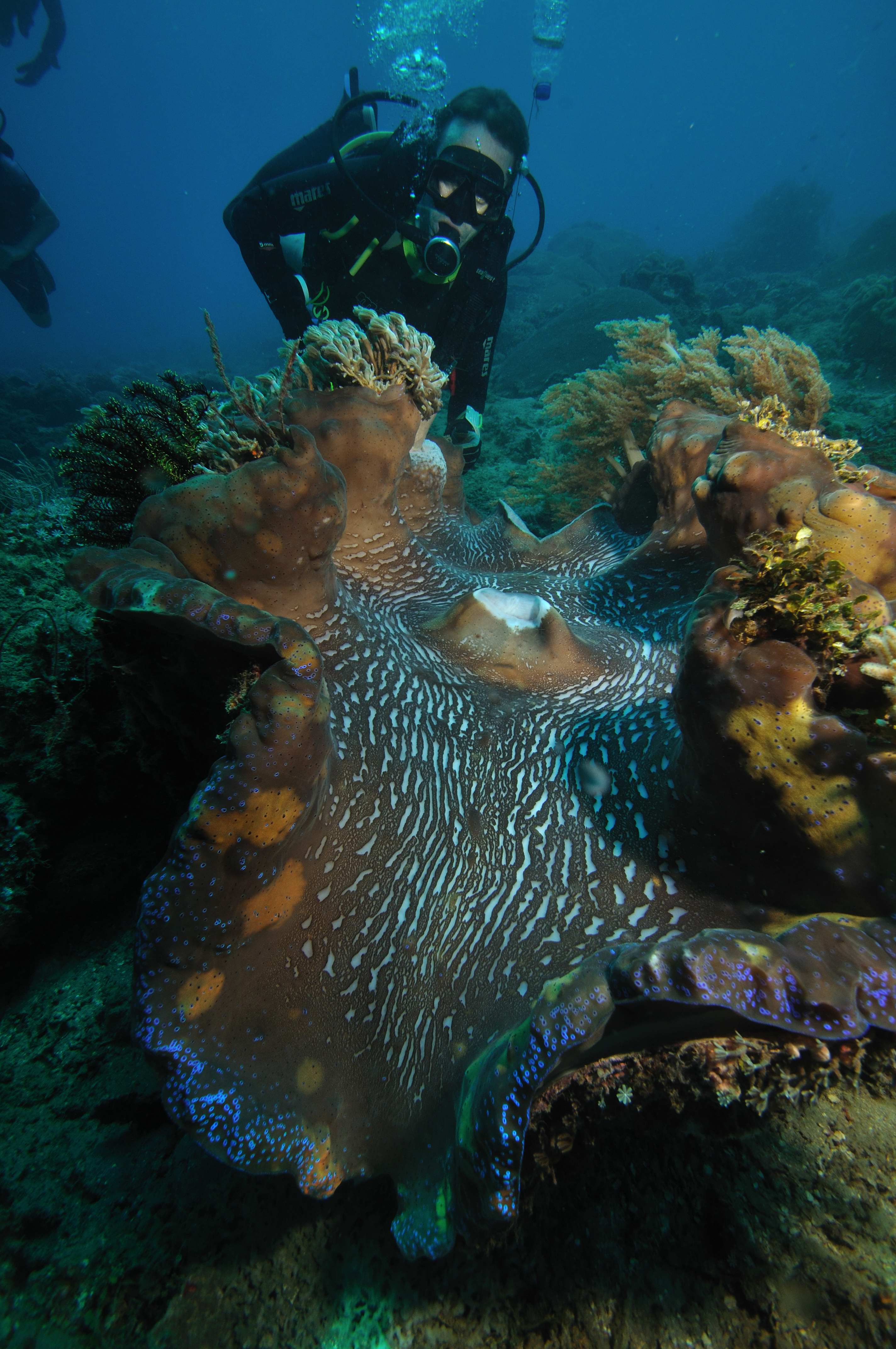 File:Giant Clam Tridacna Gigas 1.jpg - Wikimedia Commons