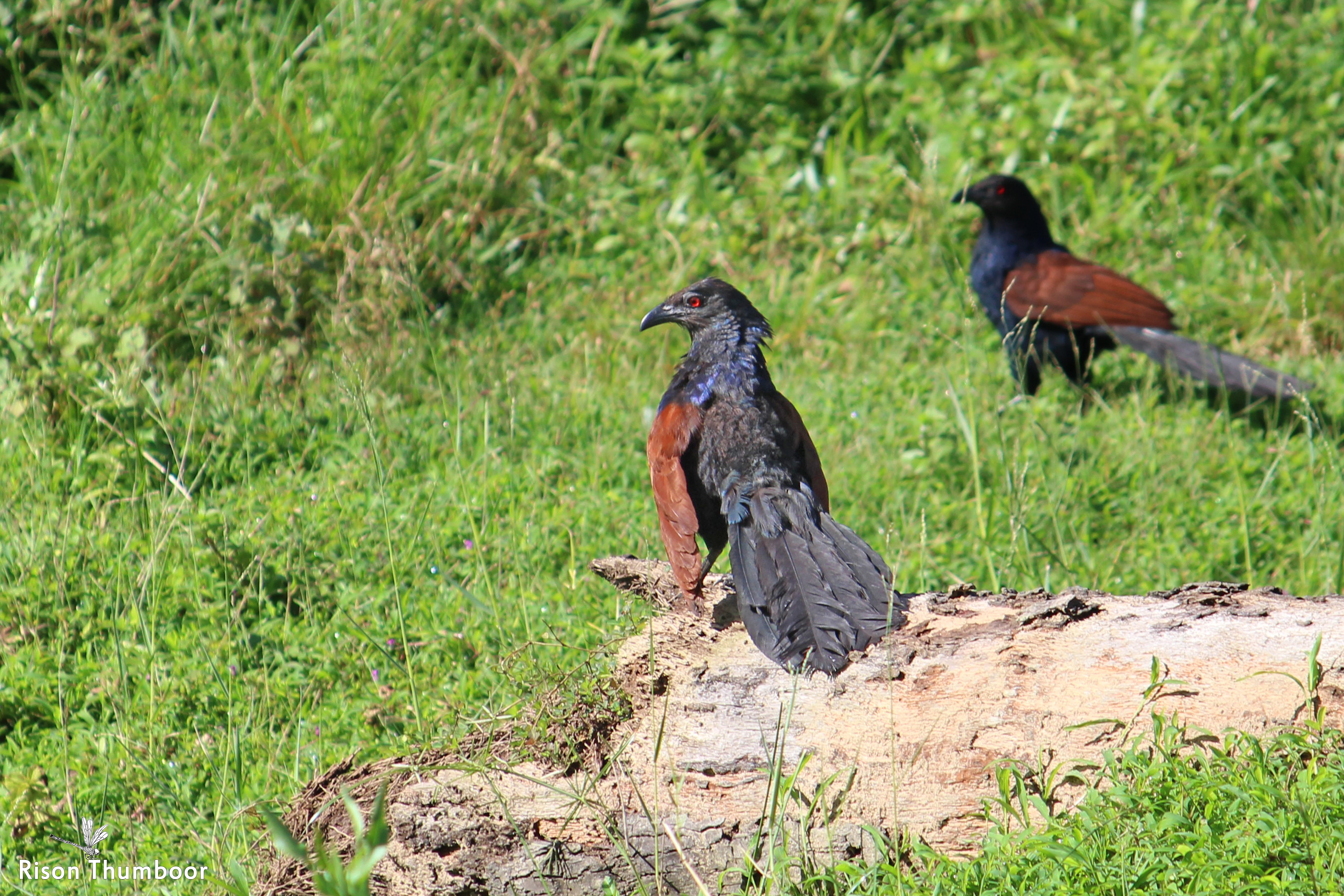 Greater Coucal, Thrissur district (36904559651).jpg