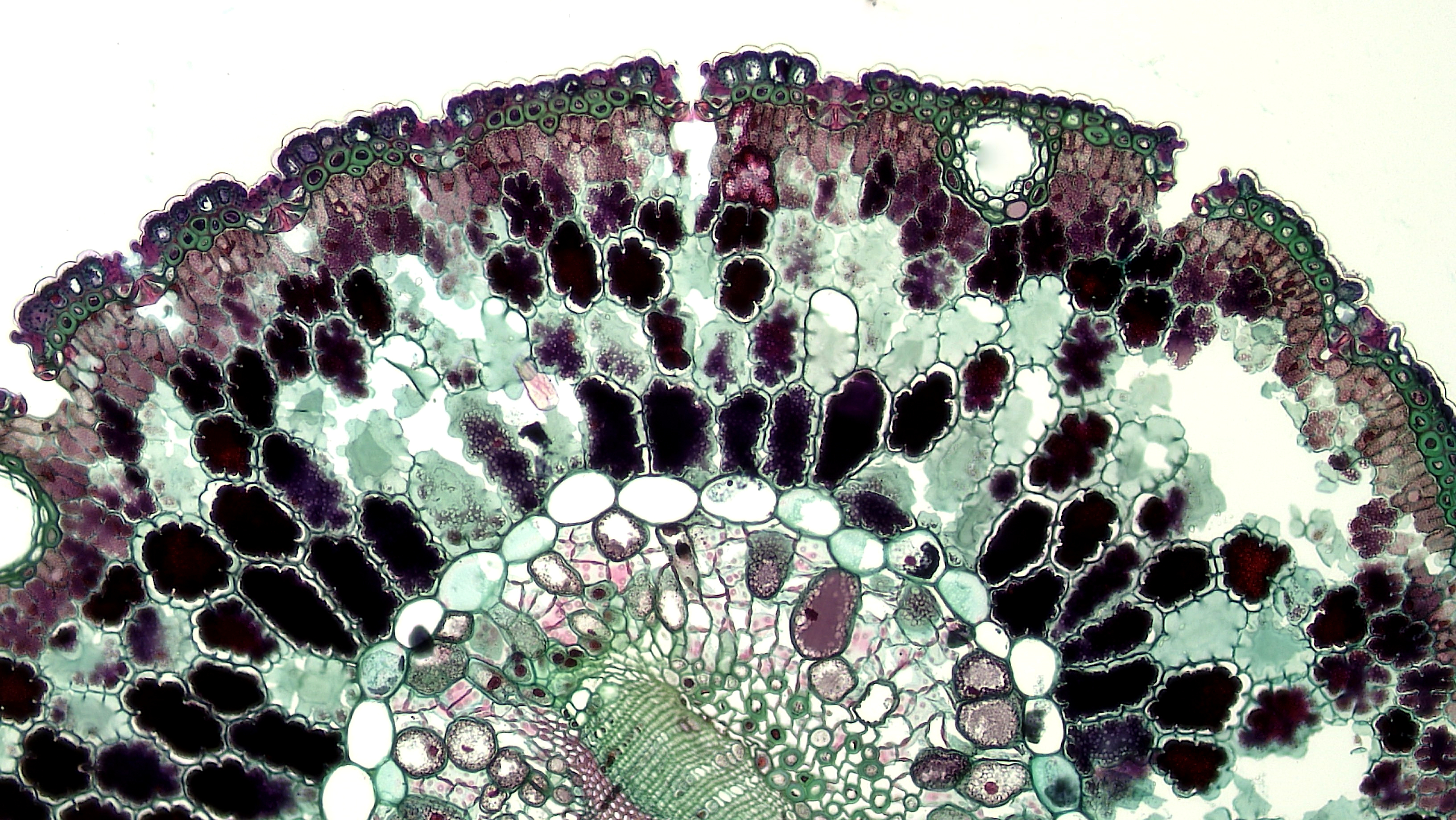 Микрофотография ботаника. Микроскопия хвоинки. Микроскопия в Светлом поле. Воздухоносная паренхима.