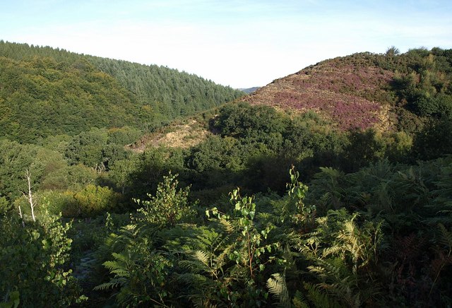 File:Hillside above the Teign - geograph.org.uk - 1491501.jpg