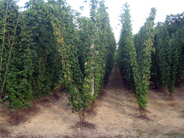 File:Hop Garden, Hoad's Farm - August - geograph.org.uk - 1479158.jpg