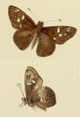 Hyarotis adrastus