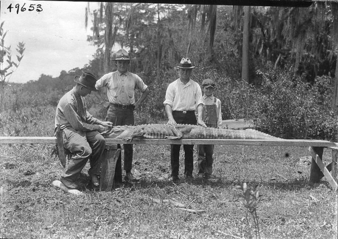 File:Large American alligator (4691411086).jpg