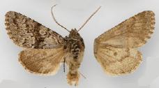 <i>Lasionycta subfuscula</i> Species of moth