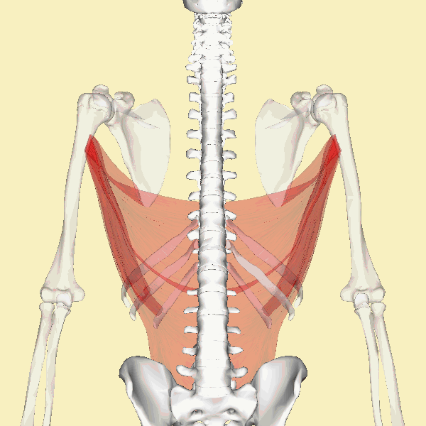 File:Latissimus dorsi muscle  - Wikimedia Commons